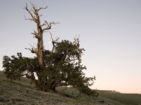 Bristlecone