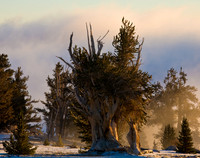 Bristlecones and Fog