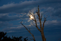 Moonrise Over Bristlecone