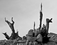 _MG_0302